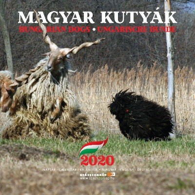 Magyar Kutyák naptár 2020 22x22 cm